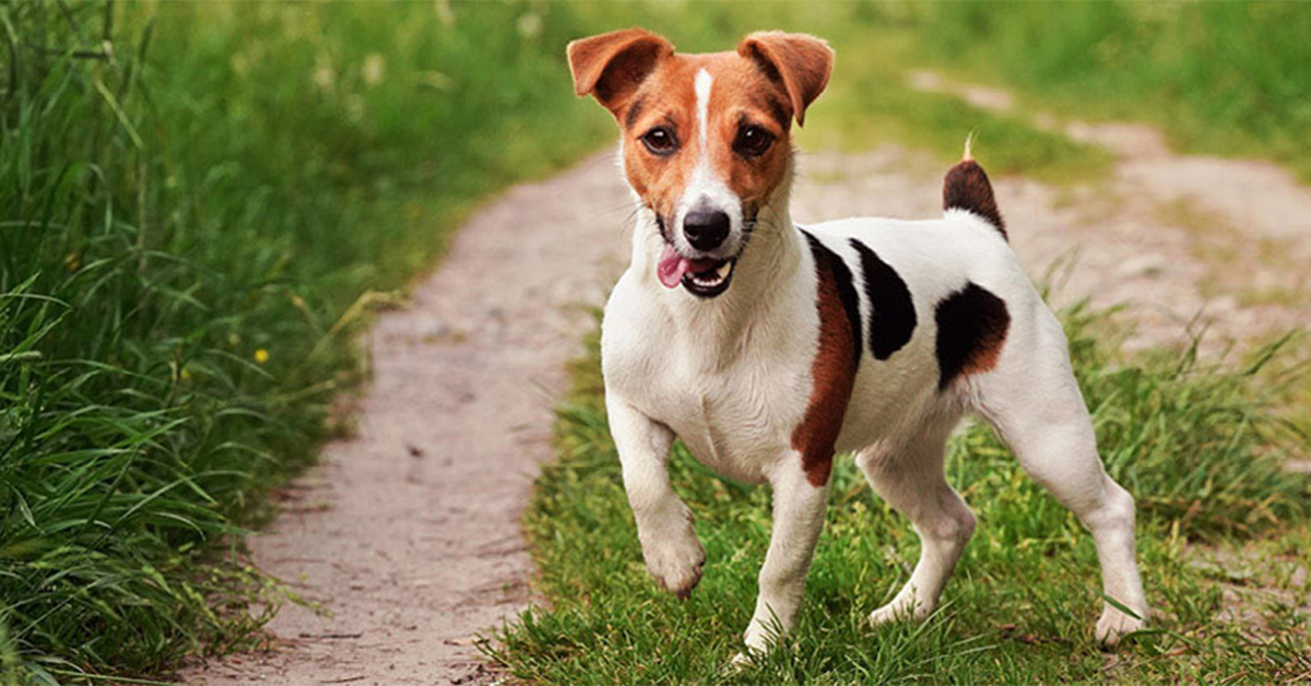 Jack Russell Terrier, FictionRulezForever Wiki