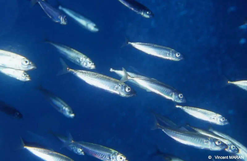 Blue Jack Mackerel | FictionRulezForever Wiki | Fandom