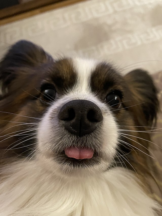 Papillon Dog  Papillon dog, Papillon, Lion sculpture