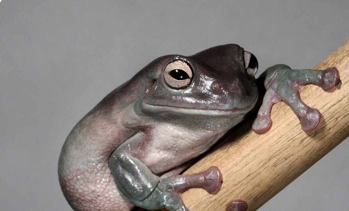 Australian Tree Frog | FictionRulezForever Wiki | Fandom