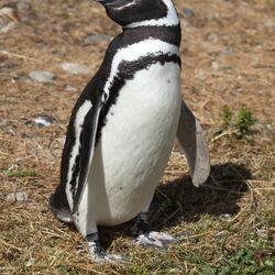 King Penguin, FictionRulezForever Wiki