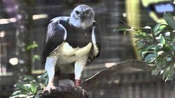 Today's bird, the Harpy Eagle. One of the largest raptors, whose unusually  short wings allow it to navigate jungle treetops with ease :  r/HeroForgeMinis