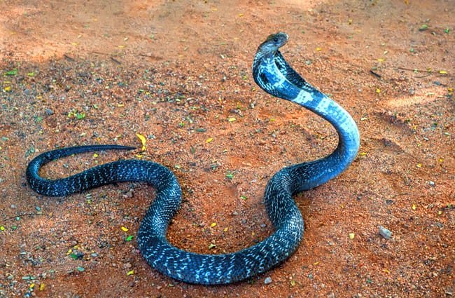 Albino cobra  King cobra snake, King cobra, Cute snake