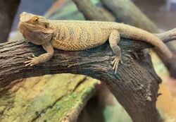 Bearded Dragon - Louisville Zoo