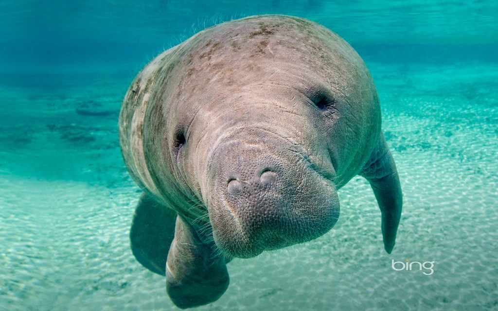 West Indian Manatee | FictionRulezForever Wiki | Fandom