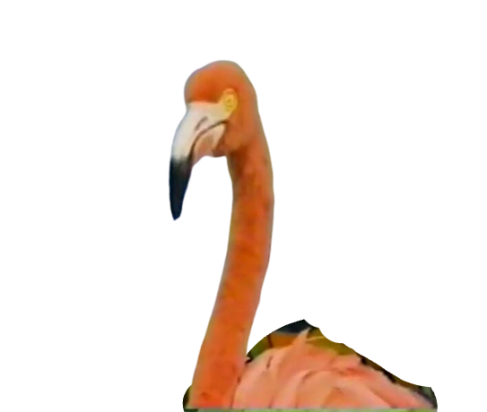 TIL: A group of #flamingos is called a pat. #figtales #bakehappy #cook