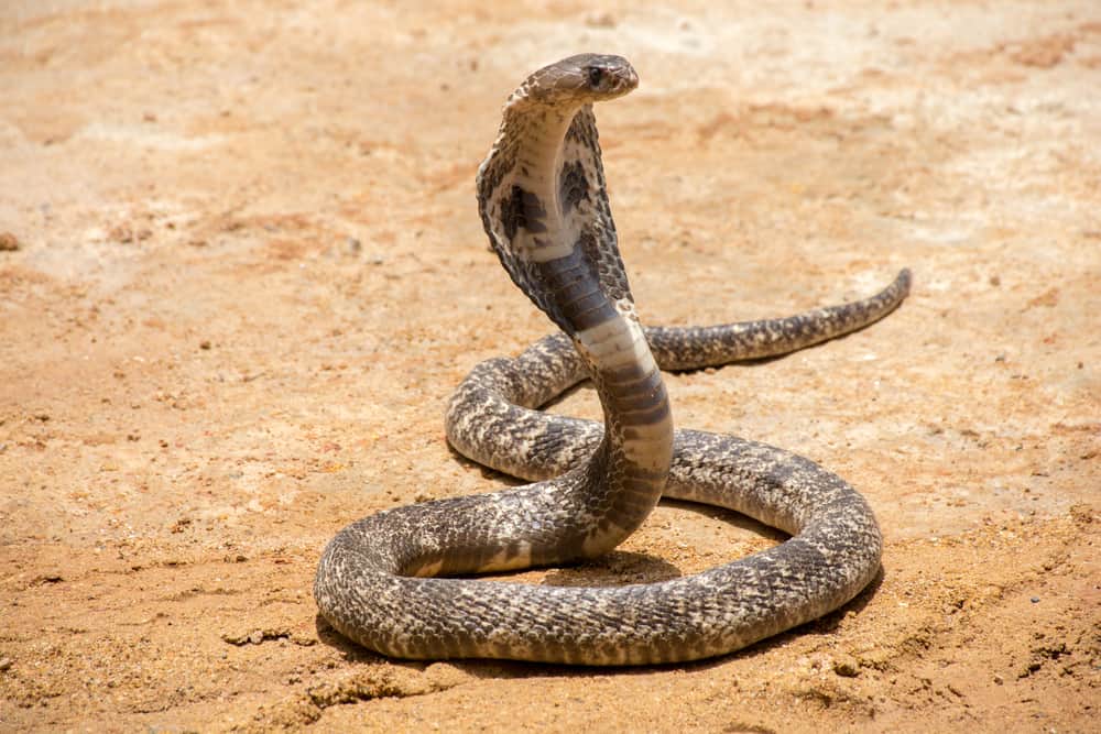 Top 5 Deadliest and Most VENOMOUS SNAKES in the World And Snakes Bite Symptoms a
