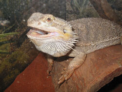 Bearded Dragon - Louisville Zoo