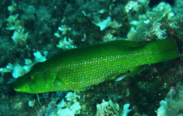 TerraMar Project - Mahi-mahi Beautiful sea creatures, Ocean creatures, Sea fish
