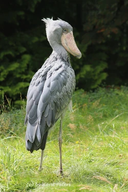 Shoebill/Gallery | FictionRulezForever Wiki | Fandom