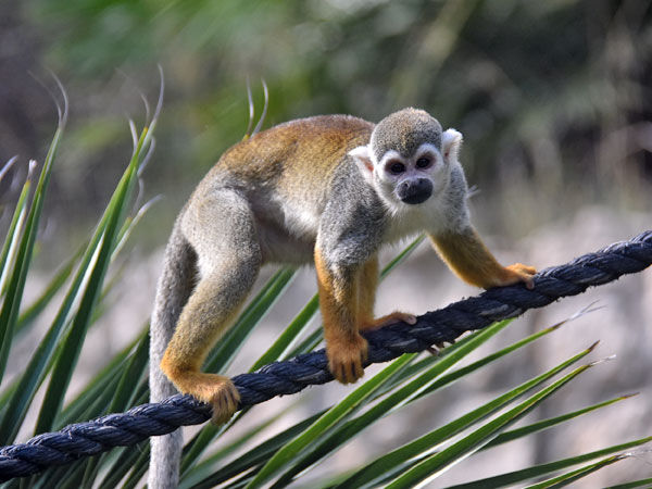 Squirrel monkey - Wikipedia