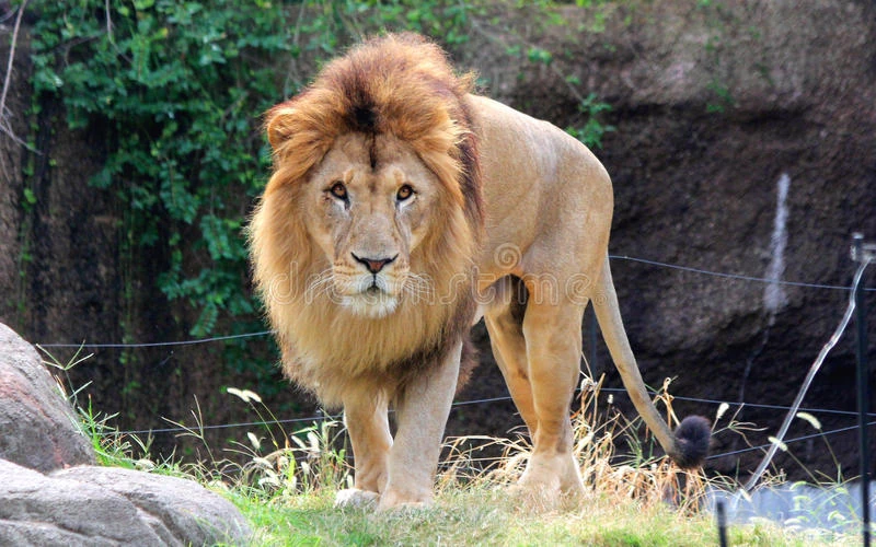 Congo Lion FictionRulezForever Wiki Fandom