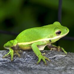 American green tree frog - Wikipedia