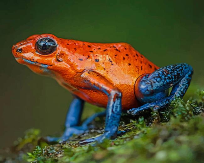 Poison in Pink  Poison dart frogs, Dart frog, Strawberry poison dart frog