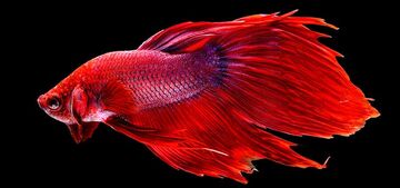 Siamese Fighting Fish FictionRulezForever Wiki Fandom