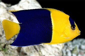 洋楽 Angelfish Japanese Angelfish (Centropyge interruptus) - Joel Sartore