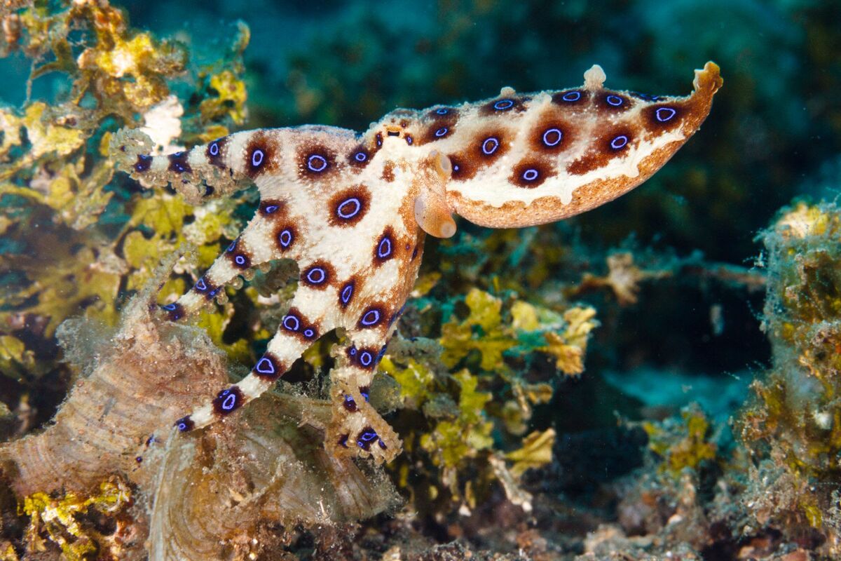 Greater Blue-ringed octopus -