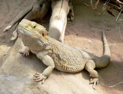 Bearded Dragon - Louisville Zoo