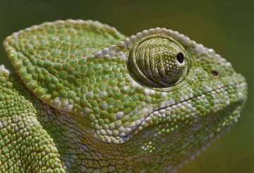 Common Chameleon | FictionRulezForever Wiki | Fandom