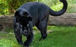 Black Jaguar | FictionRulezForever Wiki | Fandom