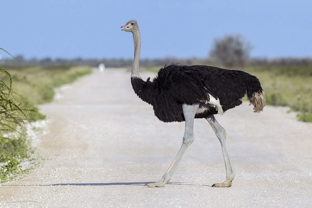 Ostrich | FictionRulezForever Wiki | Fandom