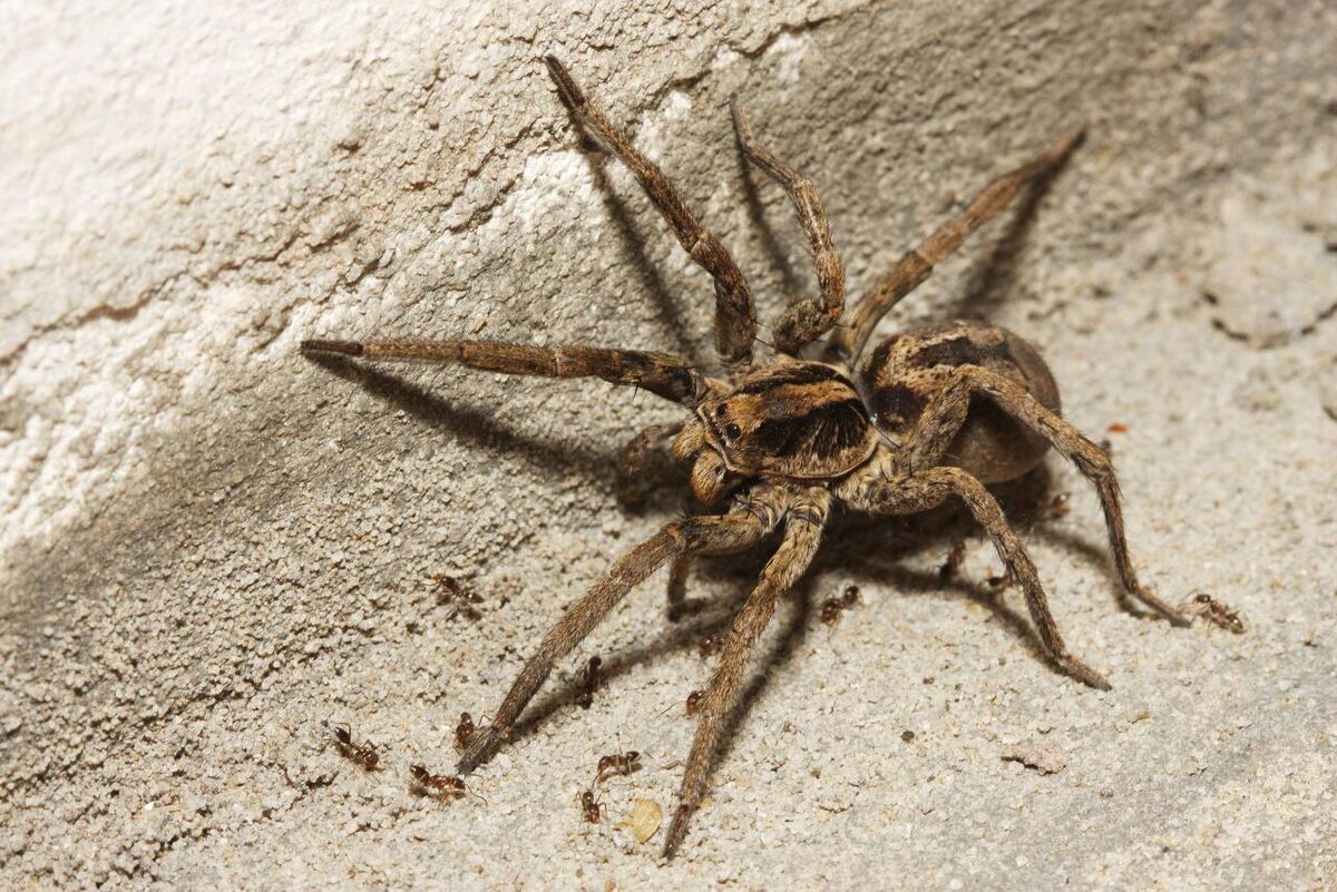 WOLF SPIDER - Definição e sinônimos de wolf spider no dicionário inglês