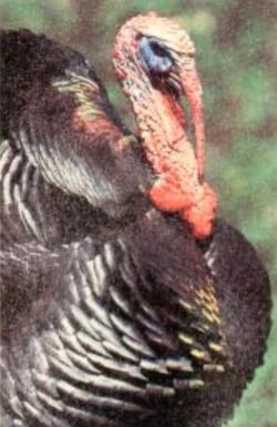 Wild Turkey | FictionRulezForever Wiki | Fandom