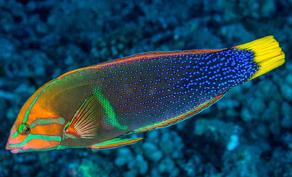 Yellowtail Coris | FictionRulezForever Wiki | Fandom