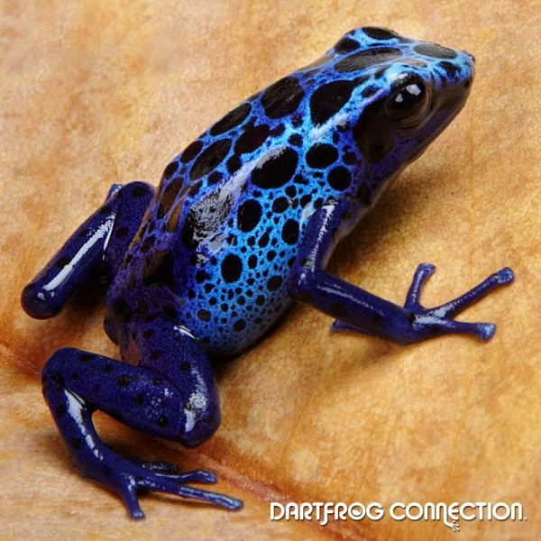 Blue Poison Dart Frog | FictionRulezForever Wiki | Fandom
