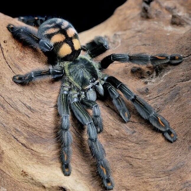 suntiger tarantula