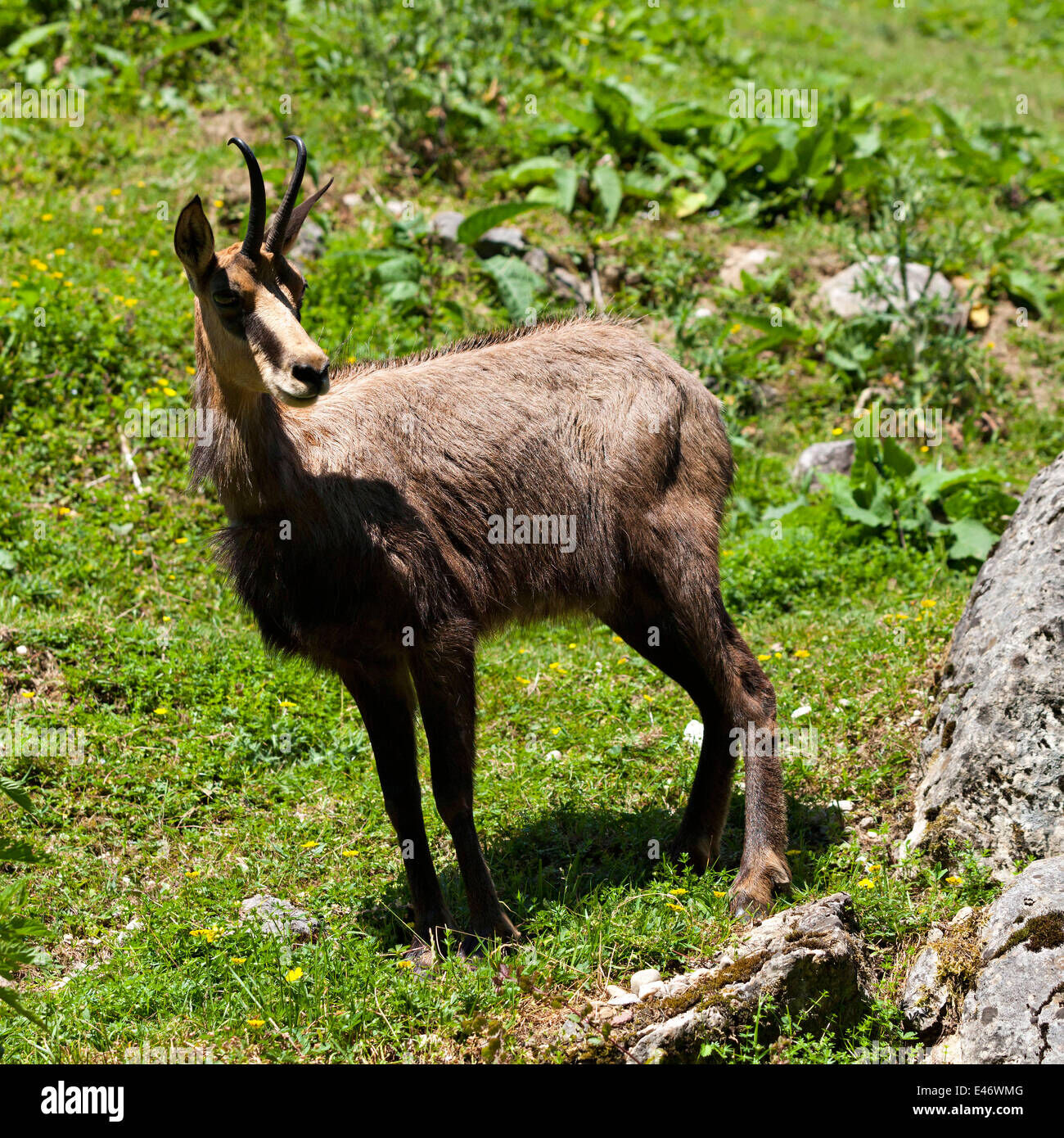 Alpine Wildlife Notes: Alpine Chamois – Rupicapra Rupicapra 
