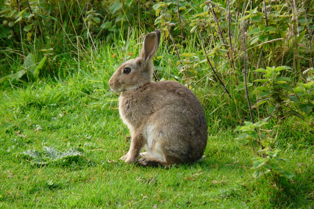 Дикий кролик фото European Rabbit FictionRulezForever Wiki Fandom