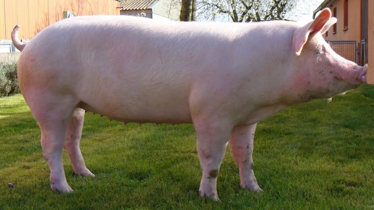 картинки больших свиней