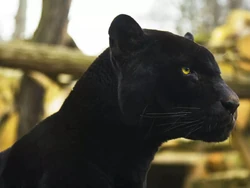 Black Jaguar | FictionRulezForever Wiki | Fandom