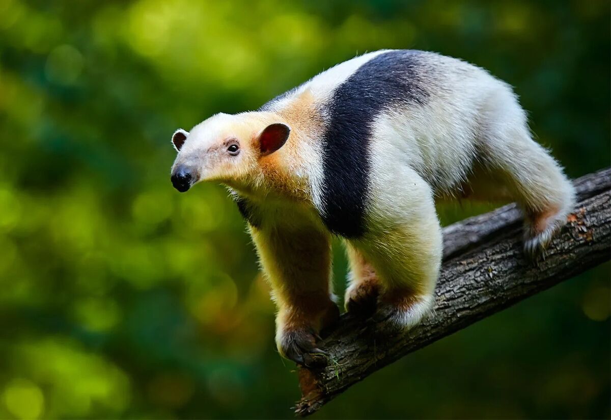 Southern tamandua - Wikipedia