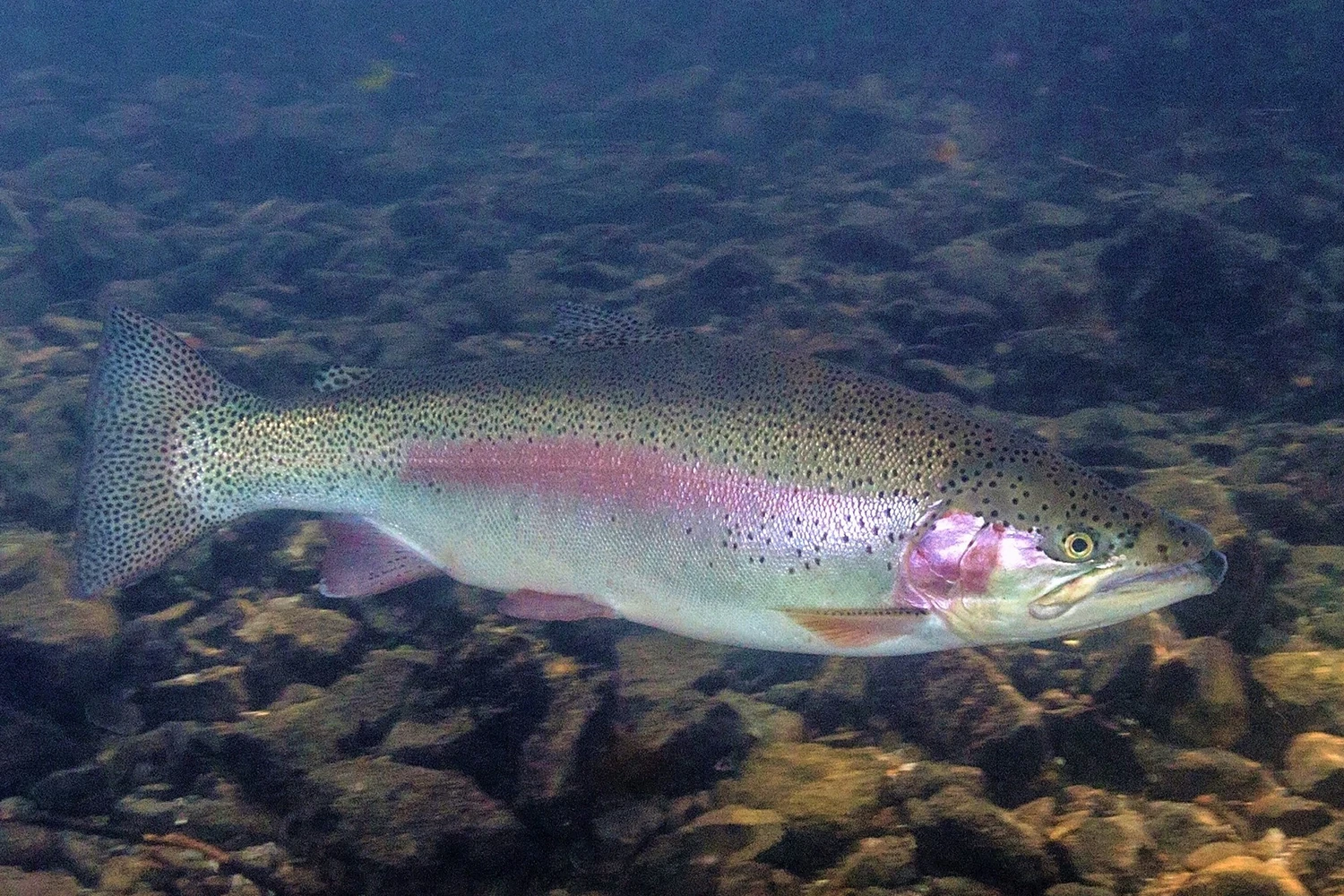 Rainbow Trout | FictionRulezForever Wiki | Fandom, image size:1500x1000