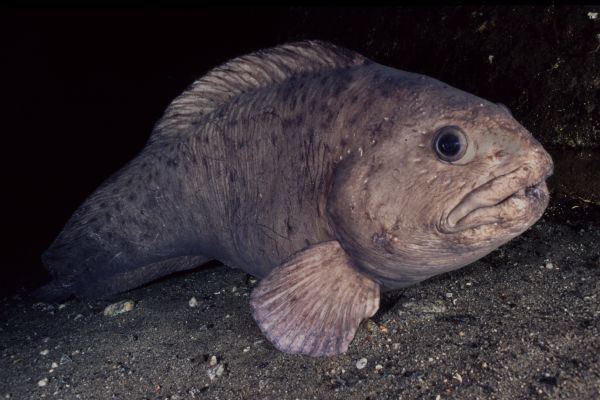 Northern Wolffish | FictionRulezForever Wiki | Fandom