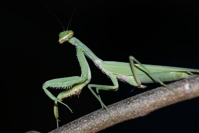 Praying Mantis | FictionRulezForever Wiki | Fandom