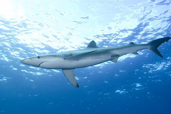 Blue Shark | FictionRulezForever Wiki | Fandom