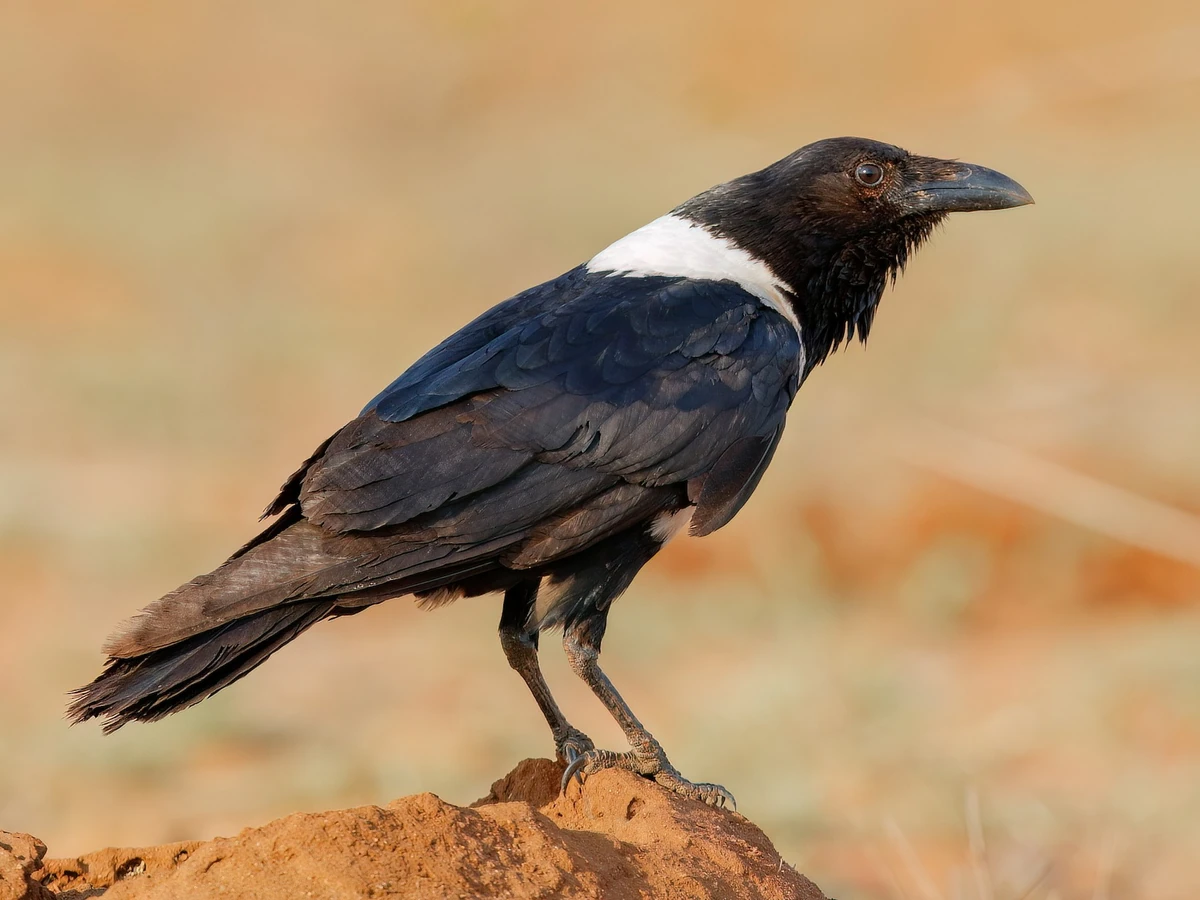 Pied Crow | FictionRulezForever Wiki | Fandom