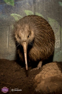 North Island Brown Kiwi | FictionRulezForever Wiki | Fandom