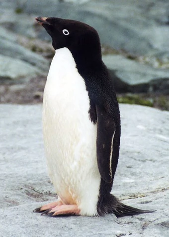 Adelie penguin 様オーダー Adélie Penguin | FictionRulezForever Wiki | Fandom