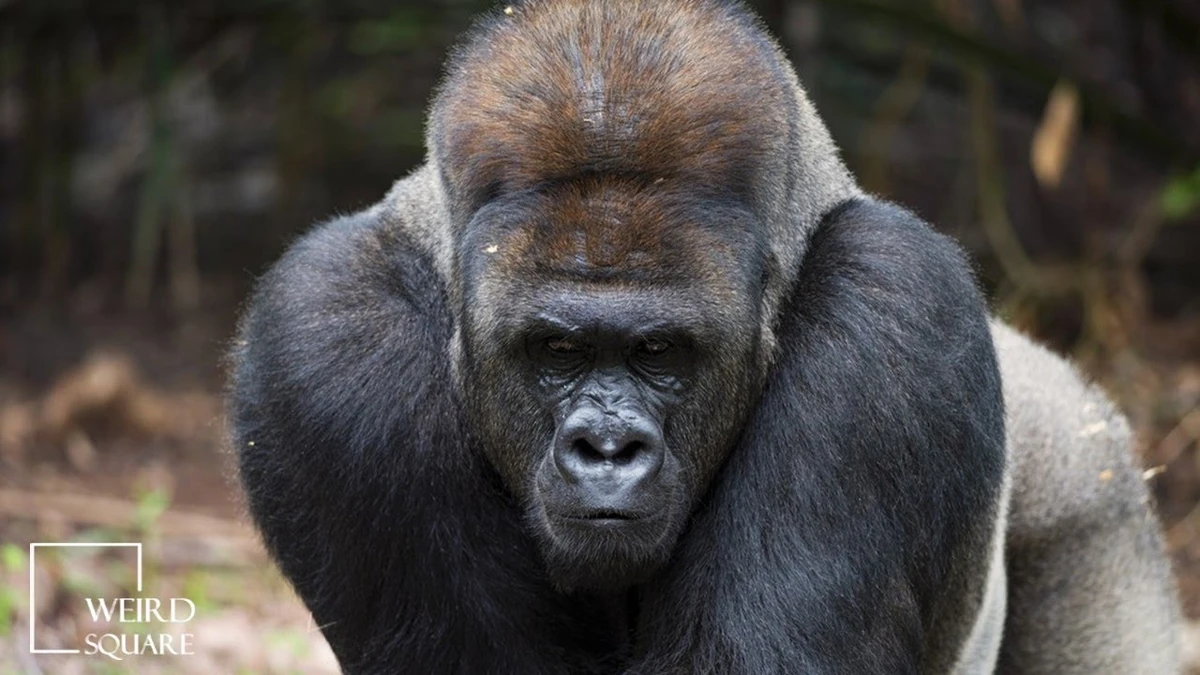 Eastern Lowland Gorilla FictionRulezForever Wiki Fandom