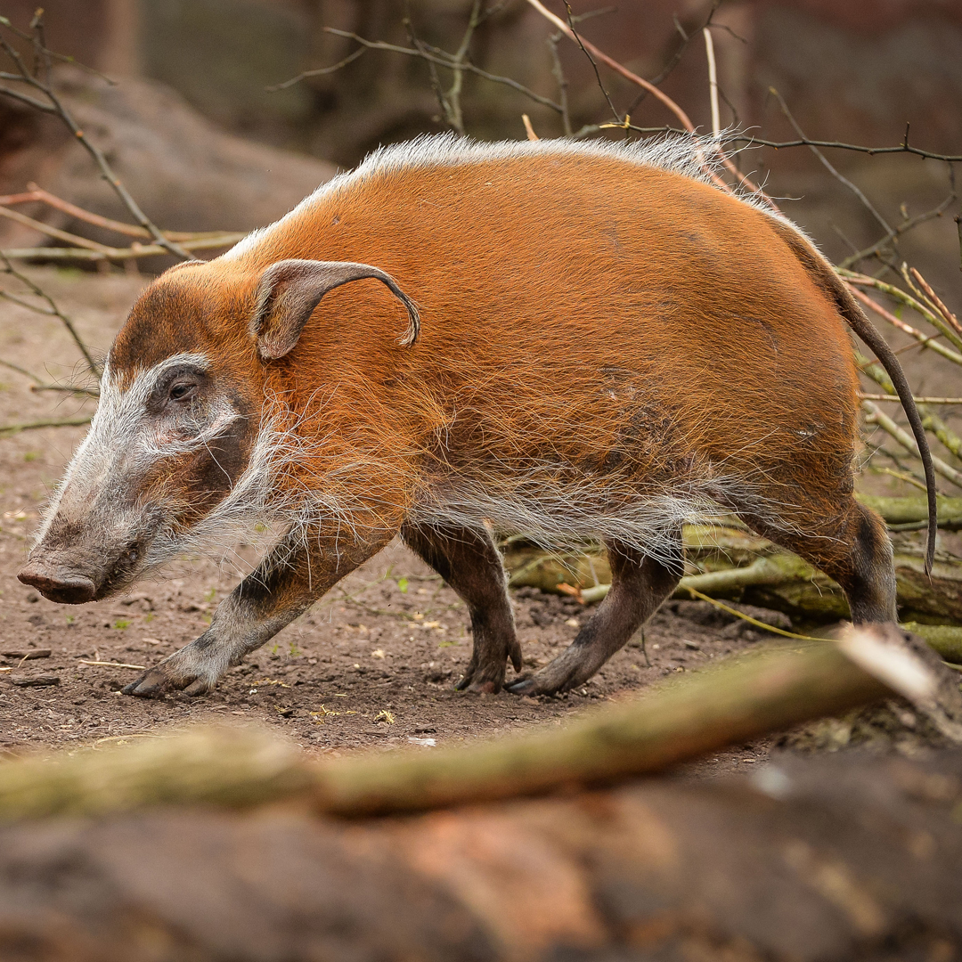 Red River Hog | FictionRulezForever Wiki | Fandom