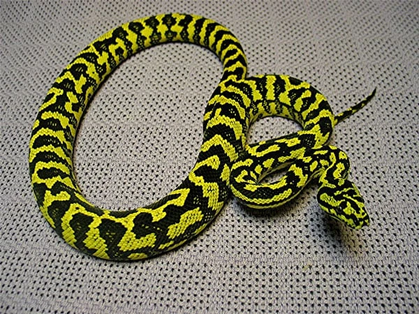 Carpet Python | FictionRulezForever Wiki | Fandom