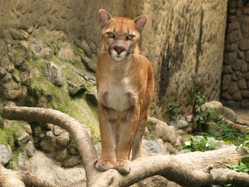 Brazilian Savannah animals: The cougar (Puma concolor). Stock Photo