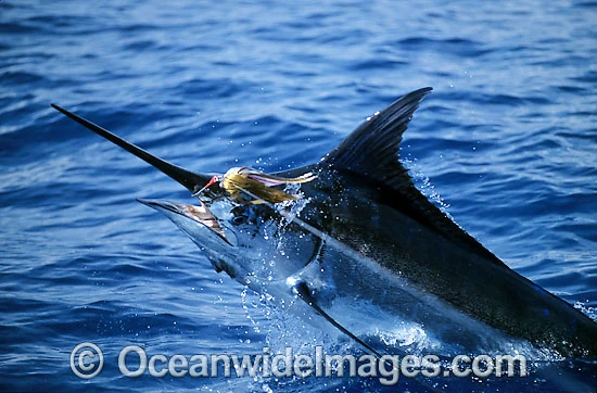 Indo-Pacific Blue Marlin | FictionRulezForever Wiki | Fandom