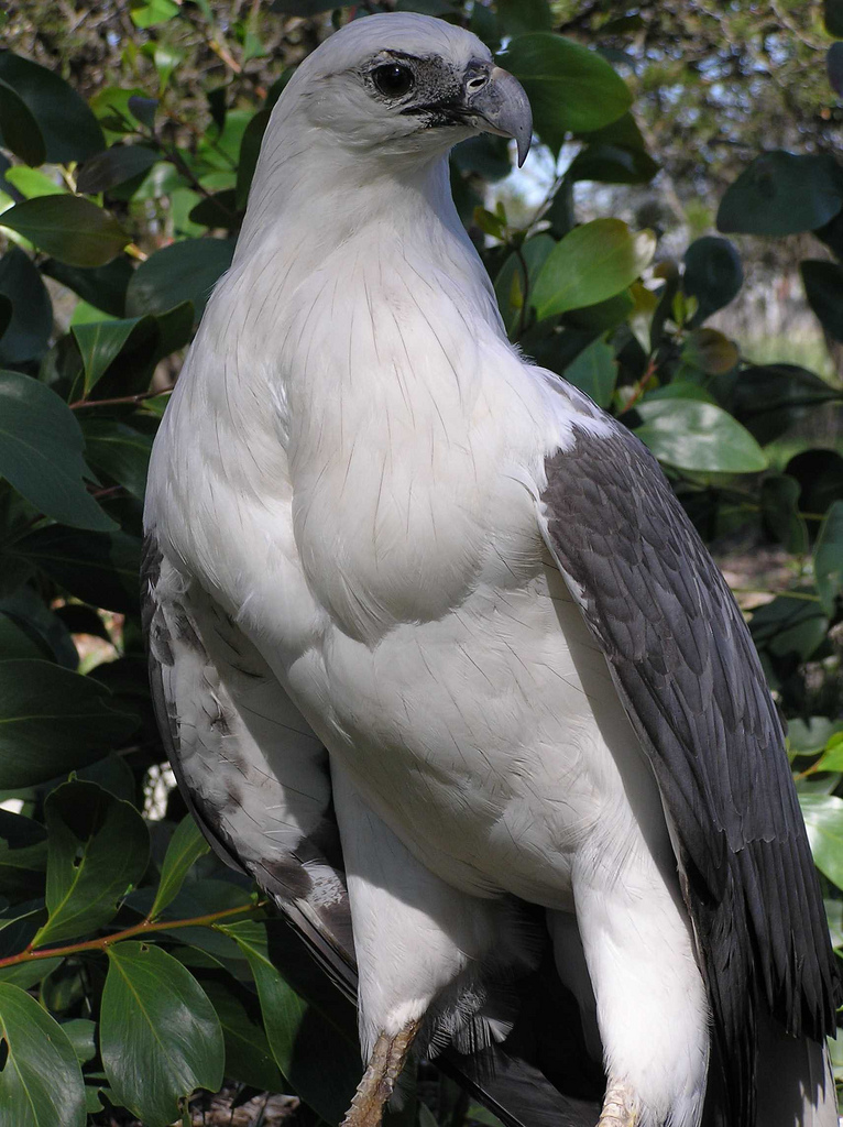 White-Bellied Sea Eagle, FictionRulezForever Wiki