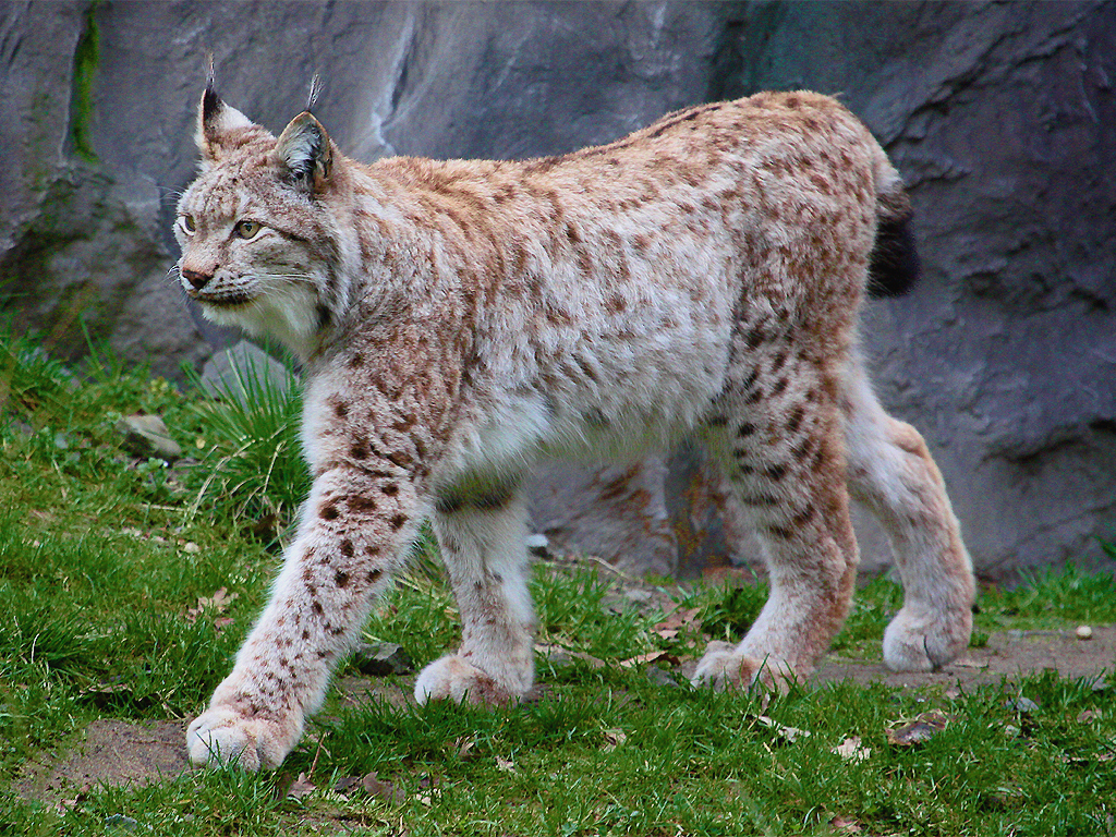 Eurasian Lynx | FictionRulezForever Wiki | Fandom