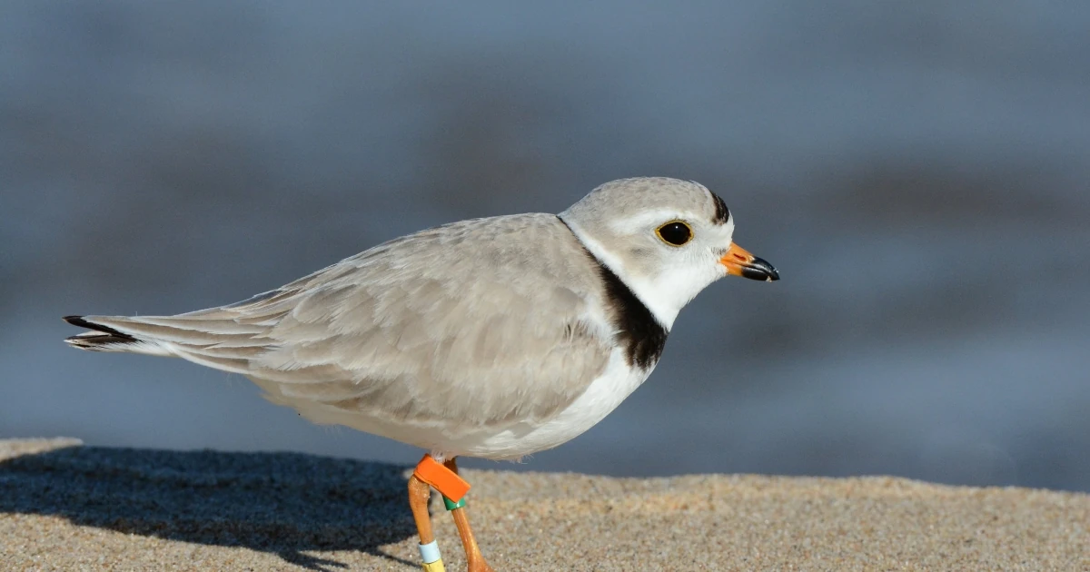 Piping Plover FictionRulezForever Wiki Fandom